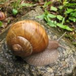 snail (Helix buchii)