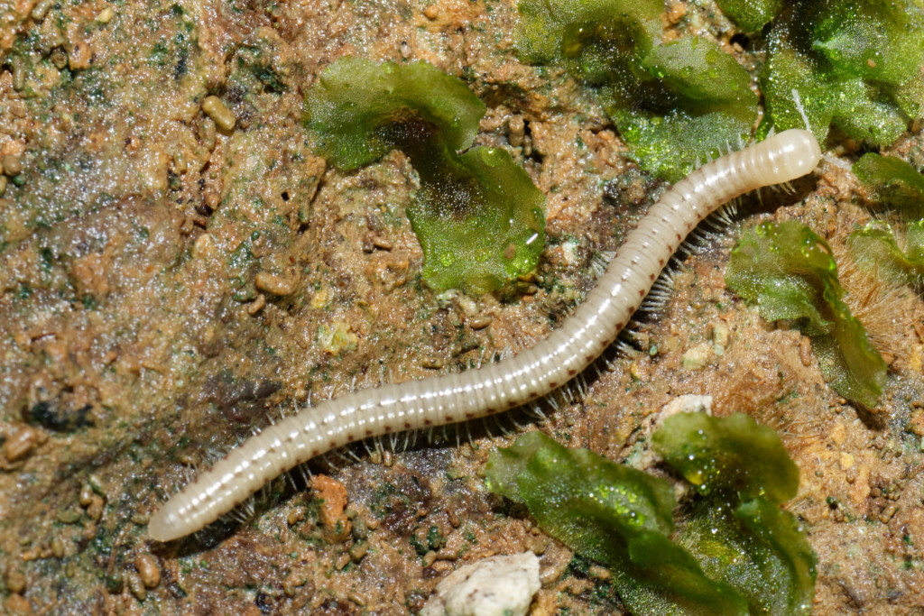 Check out a new Monograph on Caucasian millipedes