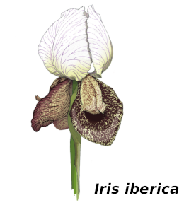Illustration of Iris iberica