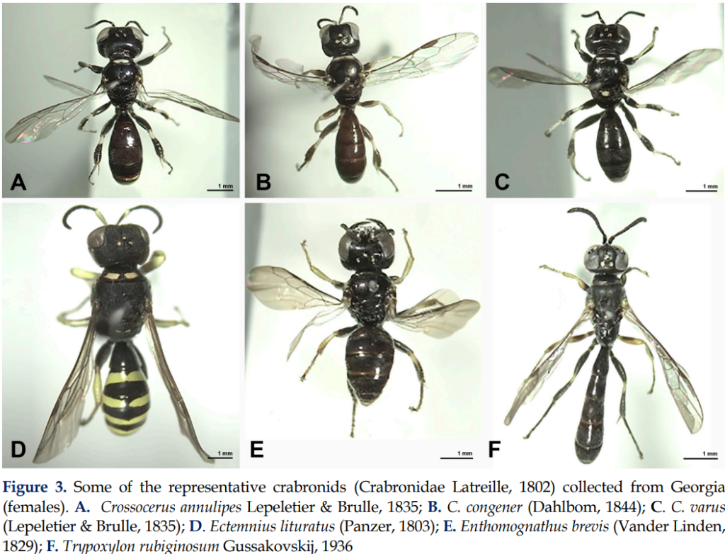 Apoidea (Hymenoptera, Apiformes and Spheciformes) of Northwestern Georgia with new records for the country