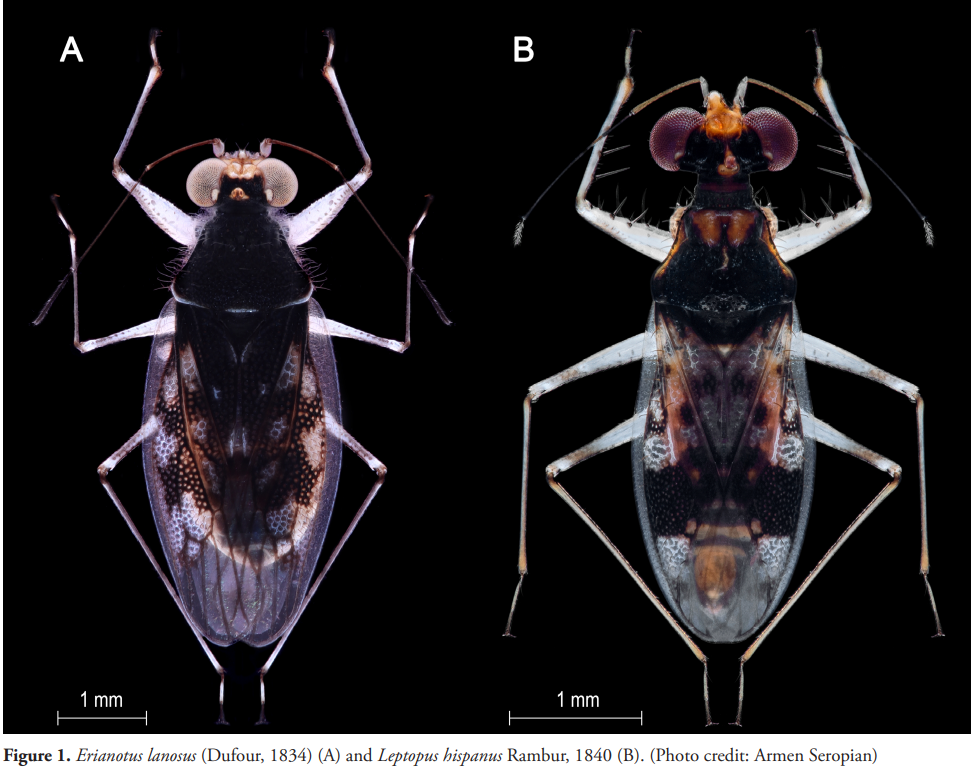 Leptopus hispanus and Erianotus lanosus: the first DNA-assisted records of Leptopodidae (Hemiptera, Heteroptera) for the fauna of Georgia