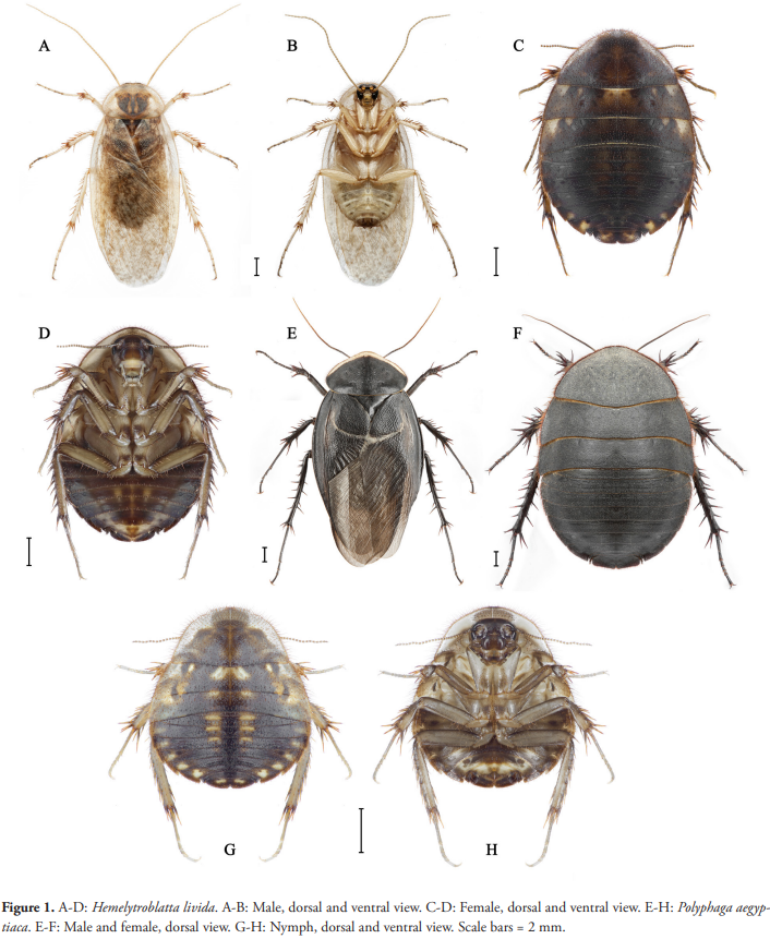 The first DNA-assisted record of Hemelytroblatta livida (Blattodea: Corydiidae) from Georgia with notes on Corydiinae species composition in the Caucasus