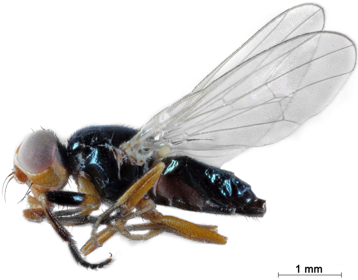 The first record of the family Piophilidae (Insecta:Diptera) from the Caucasus