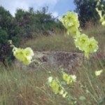 Group logo of CaBOL Botany Group