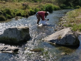Surber Sampling in the upper course of Pambak River
